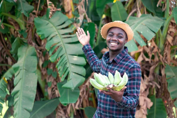 Agriculteur Africain Exploitant Une Exploitation Bananes Biologiques — Photo