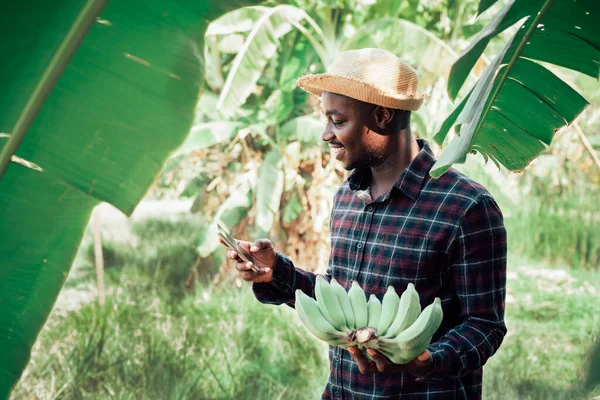 Afrikalı çiftçi organik çiftlikte akıllı telefon ve muz tutuyor. Gülümsüyor ve mutlu. Tarım ya da tarım kavramı.