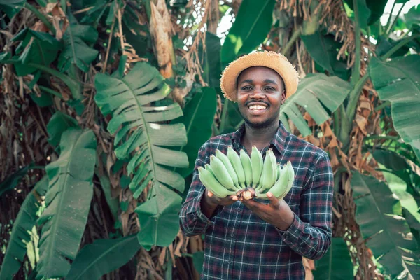 Africký Farmář Drží Banány Ekologické Farmě Úsměvem Štěstím Zemědělství Nebo — Stock fotografie