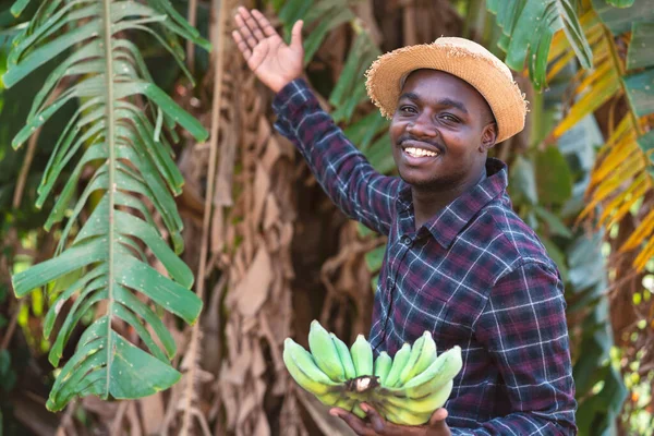 African farmer man holding banana at organic farm with smile and happy.Agriculture or cultivation concept