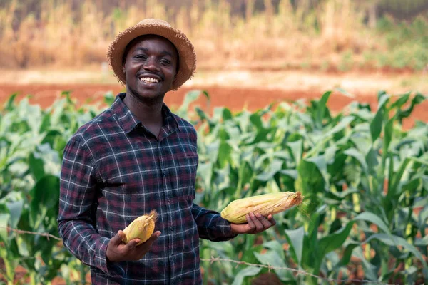 Agriculteur Africain Tenant Maïs Frais Ferme Biologique Avec Sourire Heureux — Photo