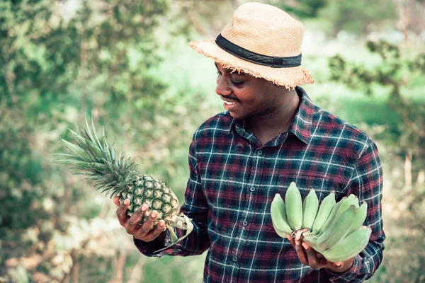Afrikalı çiftçi organik çiftlikte ananas ve muz tutuyor. Gülümsüyor ve mutlu. Tarım ya da tarım kavramı.