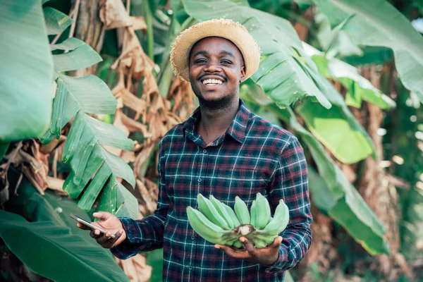 Afrikalı çiftçi akıllı telefon kullanıyor ve organik çiftlikte muzla gülümsüyor ve mutlu. Tarım ya da tarım kavramı