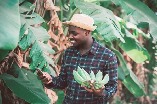 Afrikalı çiftçi akıllı telefon kullanıyor ve organik çiftlikte muzla gülümsüyor ve mutlu. Tarım ya da tarım kavramı