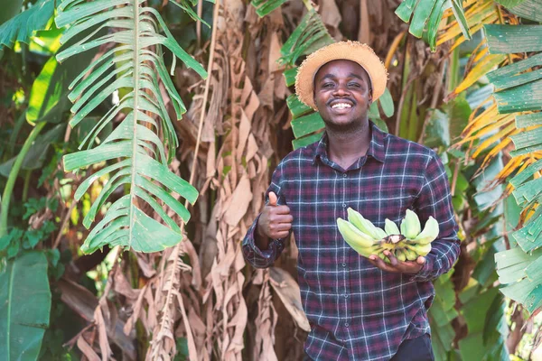 Afrykański Rolnik Trzymający Banana Gospodarstwie Ekologicznym Uśmiechem Szczęściem — Zdjęcie stockowe