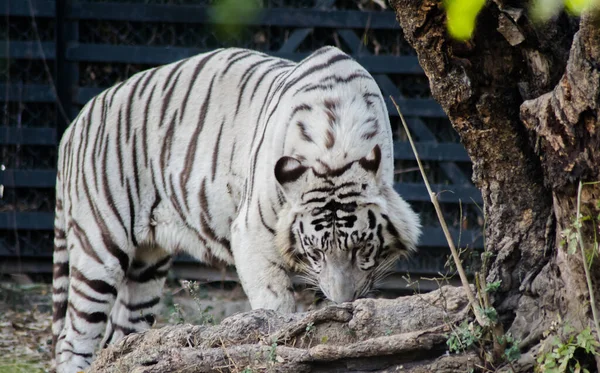 White Bengal Tiger, zoo. The white tiger or bleached tiger is a pigmentation variant of the Bengal tiger.