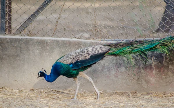 Peafowl Ett Vanligt Namn Tre Fågelarter Släktena Pavo Och Afropavo — Stockfoto