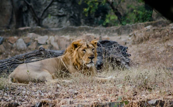 Der Löwe Ist Eine Art Aus Der Familie Der Felidae — Stockfoto