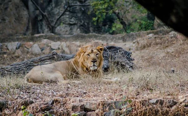 Der Löwe Ist Eine Art Aus Der Familie Der Felidae — Stockfoto