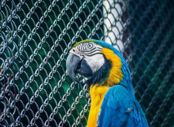 Papagaios Também Conhecidos Como Psitacídeos São Aves Aproximadamente 393 Espécies — Fotografia de Stock