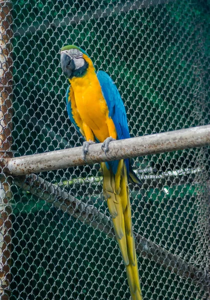 Les Perroquets Également Connus Sous Nom Psittacines Sont Des Oiseaux — Photo