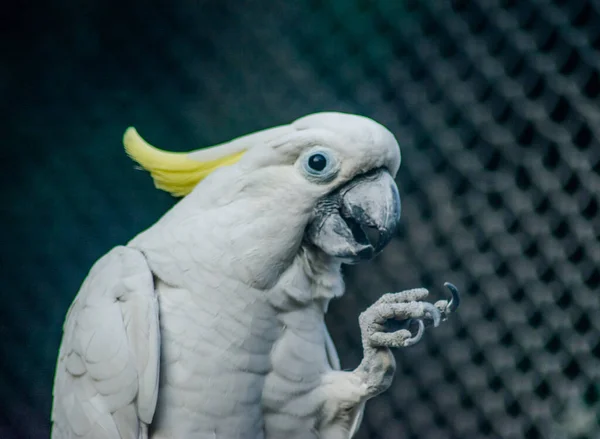Papagaios Também Conhecidos Como Psitacídeos São Aves Aproximadamente 393 Espécies — Fotografia de Stock