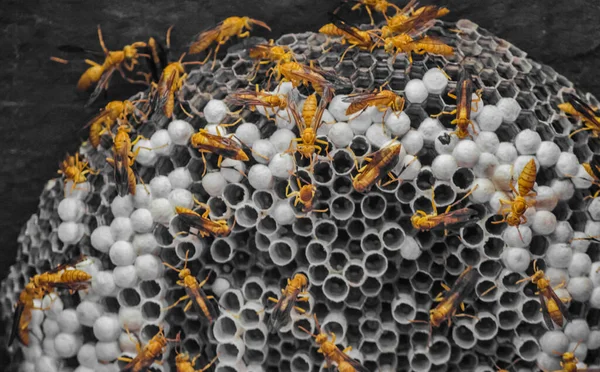 Sarang Lebah Madu Dinding — Stok Foto