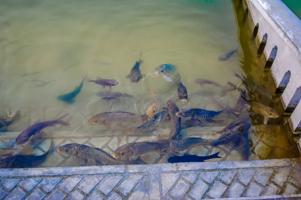 Fishes Gurudwara Sarovar Harmindar Sahib Also Known Golden Temple Amritsar — Stock Photo, Image