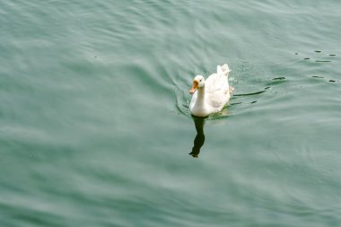 Nainital Uttarakhand 'ın güzel Bhimtal gölünde yüzen ördekler