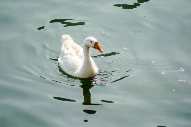 Nainital Uttarakhand 'ın güzel Bhimtal gölünde yüzen ördekler