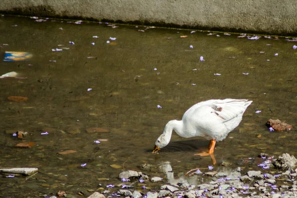 アヒルが美しいバイメタル湖で泳ぐ Natinial Uttarakhand — ストック写真