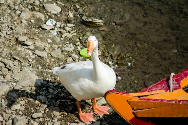 Kaczki Pływające Wodzie Pięknym Jeziorze Bhimtal Nainital Uttarakhand — Zdjęcie stockowe