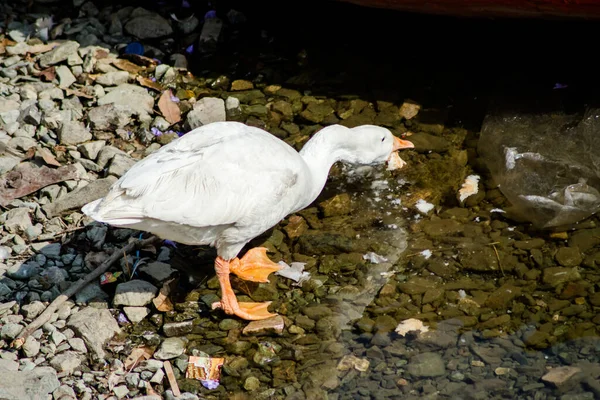 Kaczki Pływające Wodzie Pięknym Jeziorze Bhimtal Nainital Uttarakhand — Zdjęcie stockowe