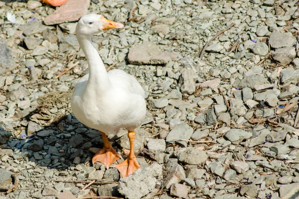 Kaczki Pływające Wodzie Pięknym Jeziorze Bhimtal Nainital Uttarakhand — Zdjęcie stockowe