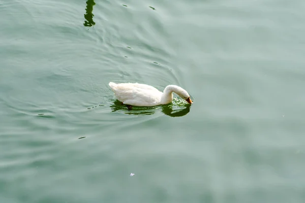 Качки Плавають Воді Чудовому Бімталь Озері Найніталь Уттаракханд — стокове фото