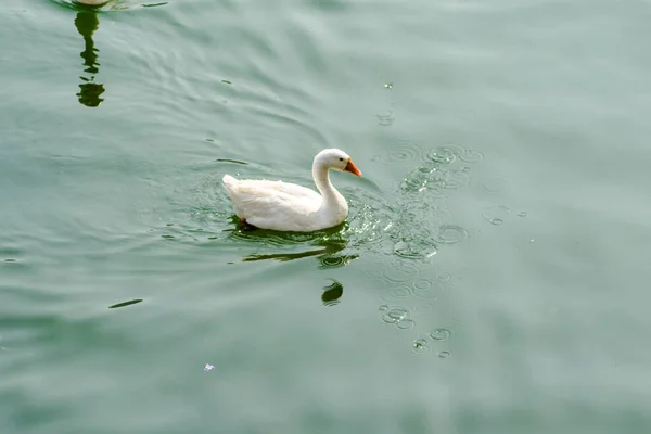 Качки Плавають Воді Чудовому Бімталь Озері Найніталь Уттаракханд — стокове фото