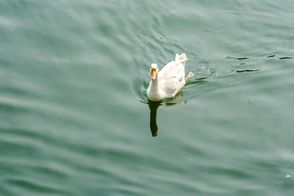 Ducks Swimming Water Beautiful Bhimtal Lake Nainital Uttarakhand — Stock Photo, Image