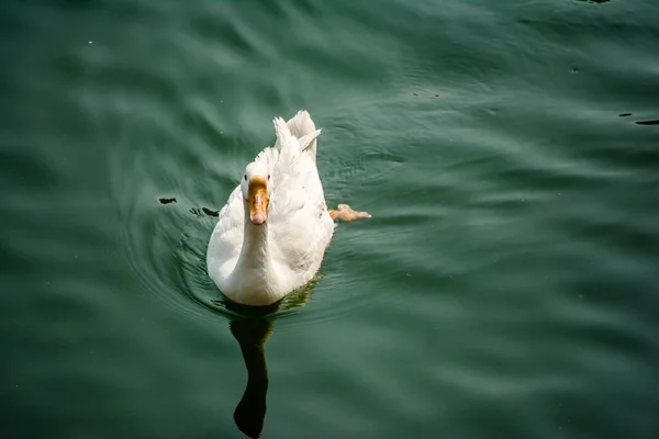 Nainital Uttarakhand美丽的Bhimtal湖中游泳的鸭子 — 图库照片
