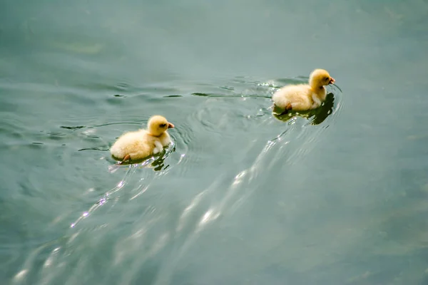 Canards Nageant Dans Eau Dans Magnifique Lac Bhimtal Nainital Uttarakhand — Photo