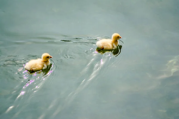 Ducks Swimming Water Beautiful Bhimtal Lake Nainital Uttarakhand — Stock Photo, Image