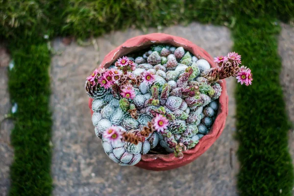 Kakteenart Ein Kaktus Ist Ein Mitglied Der Pflanzenfamilie Cactaceae — Stockfoto