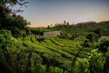 Çay bahçesinin ve Tamil Nadu 'nun Ooty şehrinin güzel manzarası