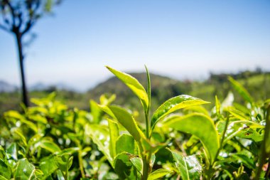 Çay bahçesinin ve Tamil Nadu 'nun Ooty şehrinin güzel manzarası