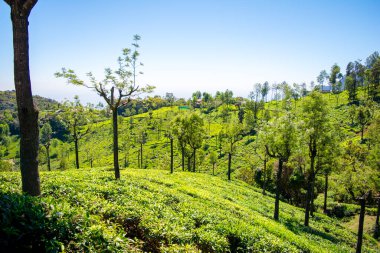 Çay bahçesinin ve Tamil Nadu 'nun Ooty şehrinin güzel manzarası