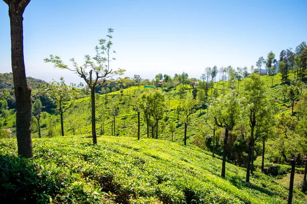 Schöne Aussicht Auf Teegarten Und Ooty Stadt Tamil Nadu — Stockfoto