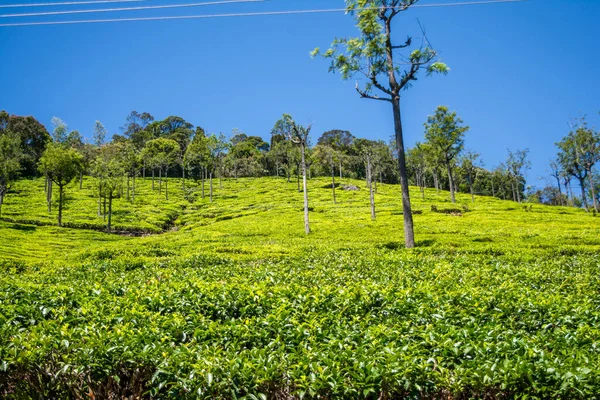 Вид Чайный Сад Город Тамил Наду — стоковое фото