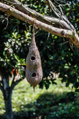 Kuş yuvası ooty tamilnadu parkında asılı.