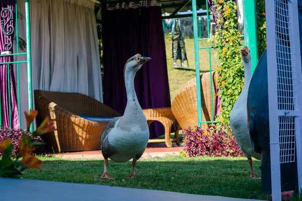 Patos Estão Caminhando Verde Resort Jardim Ooty — Fotografia de Stock