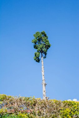 Botanik bahçesi ve Ooty Tamil Nadu 'nun gül bahçesi