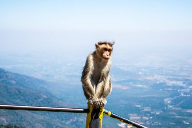Maymun, memeli gruplarına veya türlerine atıfta bulunan yaygın bir isimdir.