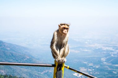 Maymun, memeli gruplarına veya türlerine atıfta bulunan yaygın bir isimdir.