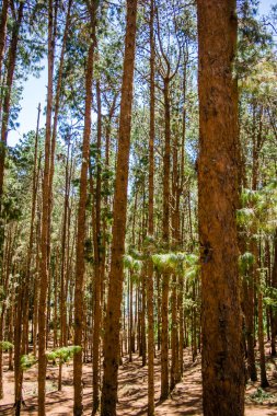 Ooty pykara tamilnadu Hindistan yakınlarındaki Çam Ormanı. Çam Ağacı Ormanları düzenli bir çam ağacı koleksiyonuyla övünür.