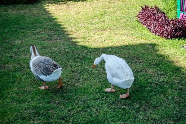 アヒルが歩いている緑のリゾートガーデン ウーティ — ストック写真