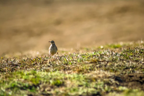 Ooty Bahçesinin Yeşil Çimlerinde Oynayan Serçe Kuşu — Stok fotoğraf