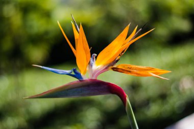 Strelitzia, Güney Afrika 'ya özgü beş tür daimi bitki cinsidir. Cennet kuşu.. 