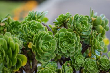 Botanik bahçesinin renkli çiçekleri ve Ooty Tamilnadu Hindistan 'ın gül bahçesi.