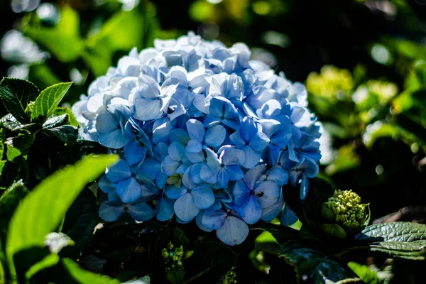 Bunte Blumen Des Botanischen Gartens Und Des Rosengartens Von Ooty — Stockfoto
