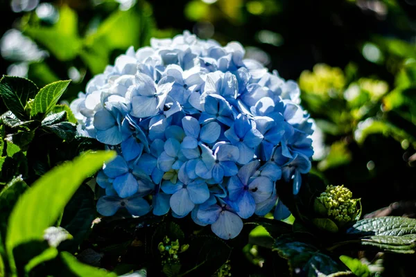 Barevné Květiny Botanické Zahrady Růžové Zahrady Ooty Tamilnadu Indie — Stock fotografie