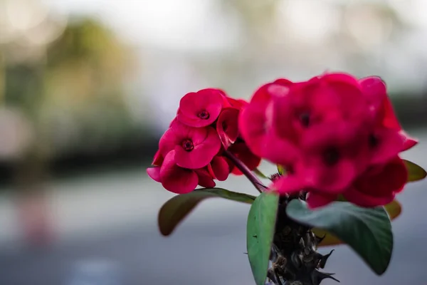 Colorful Flowers Botanical Garden Rose Garden Ooty Tamilnadu India — Stock Photo, Image