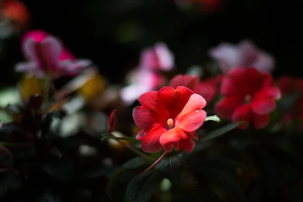 植物園とバラ園のカラフルな花 Tamilnadu India — ストック写真